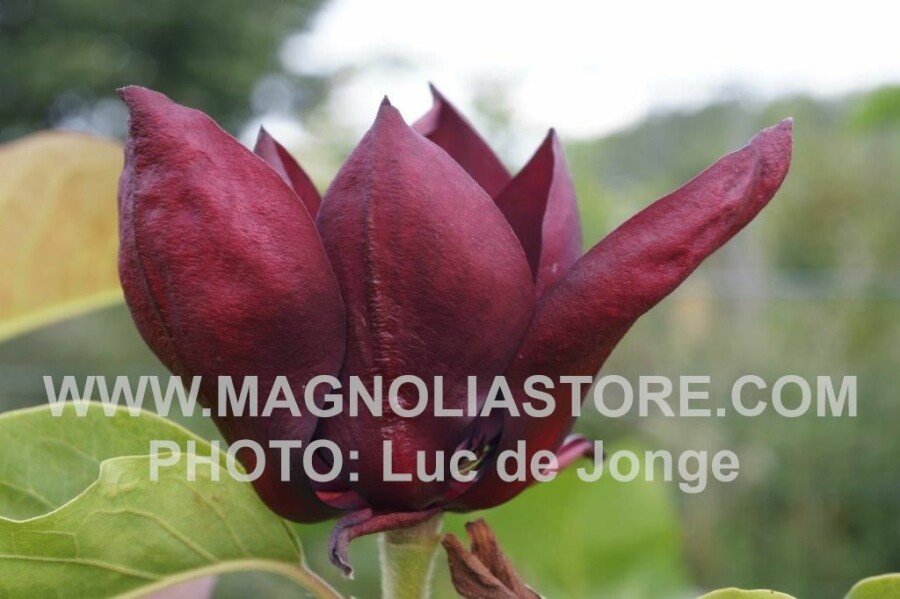 Magnolia Ian Baldick Magnoliastore