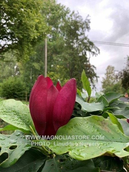 Magnolia First Love X Genie Linudden Magnoliastore