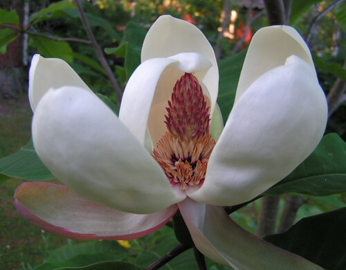 Magnolia hypoleuca (named obovata) | Magnoliastore