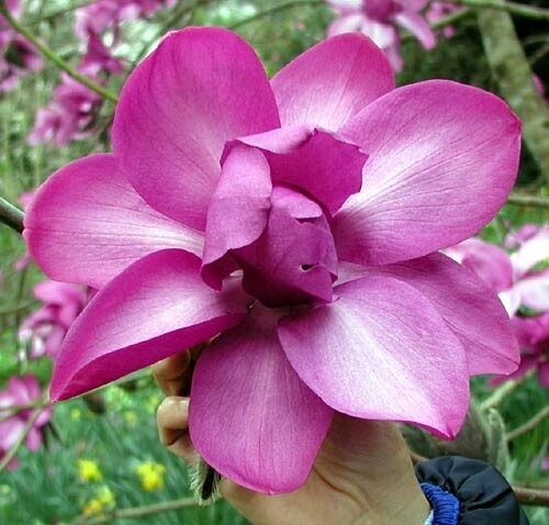 Magnolia campbellii 'Lanarth' | Magnoliastore